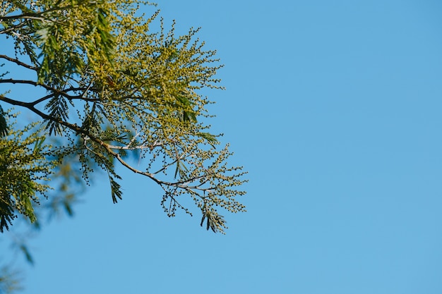 ramas de arbol verde