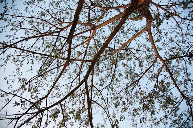 Ramas del árbol.