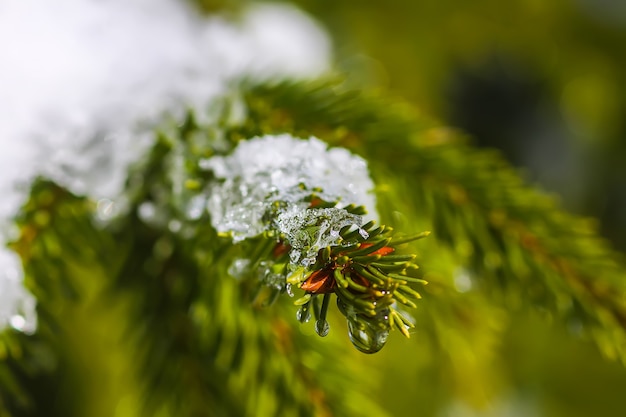 Ramas de los árboles de abeto cubiertos de nieve al aire libre. Detalles de la naturaleza de invierno.