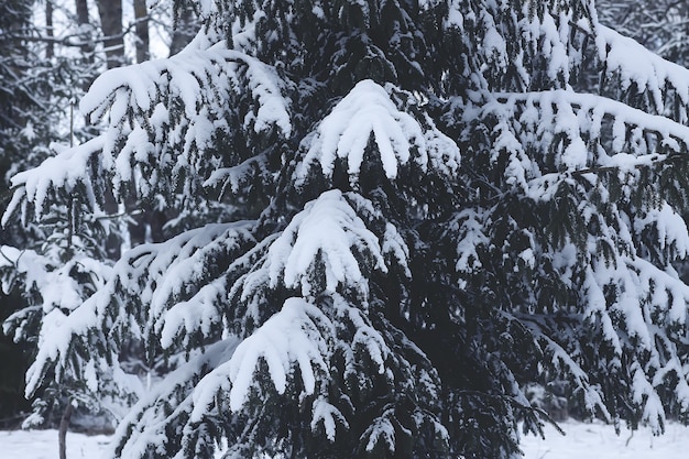 Ramas de los árboles de abeto cubiertos de nieve al aire libre. Detalles de la naturaleza de invierno.