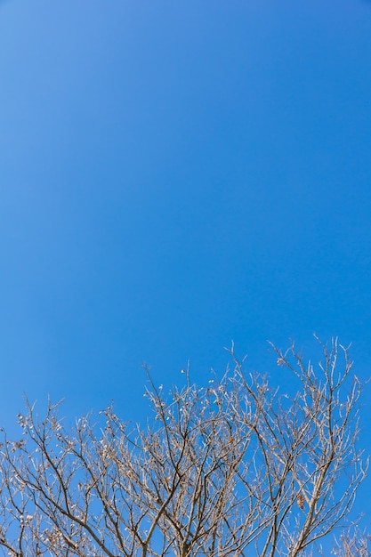 Ramas de los árboles abstractos aislados sobre fondo de cielo