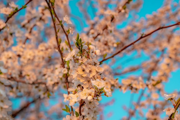 Ramas de los árboles de albaricoque en flor el día de primavera con flores de color rosa en el cielo azul