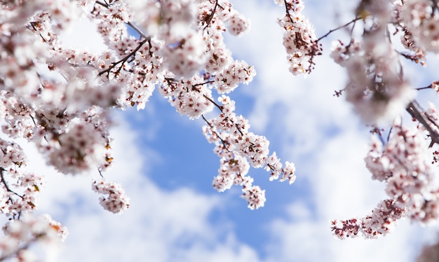 Ramas de los árboles de almendra en detalle flor con fondo de cielo