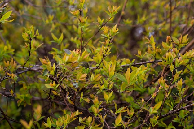 Ramas de árboles y arbustos con cogollos y primeras hojas en primavera fondo primaveral o textura de hojas verdes amarillas jóvenes