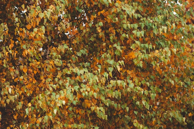 Ramas de los árboles de arce de la temporada de otoño con hojas amarillas