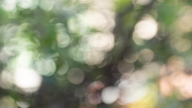 Foto ramas de árboles borrosas con hojas pequeñas y bokeh para usar como fondo o papel tapiz