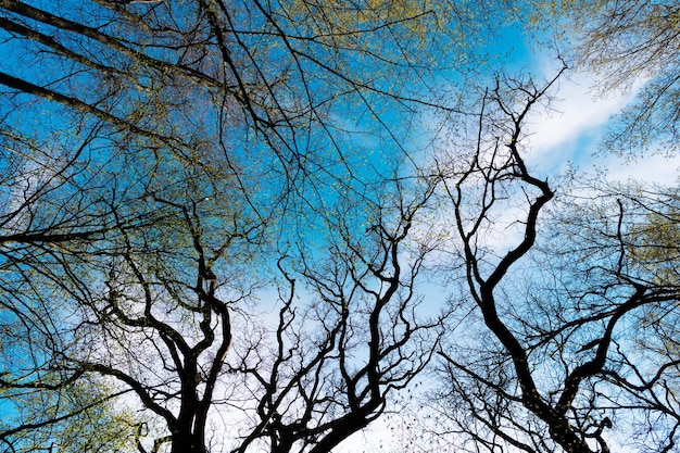 Las ramas de los árboles en el bosque caducifolio contra el cielo hacia arriba ver las copas de los árboles