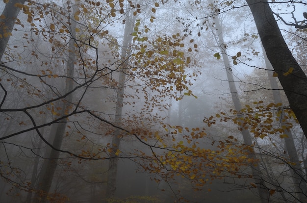 Ramas y árboles en un bosque con niebla, otoño (Montseny, Cataluña, España)