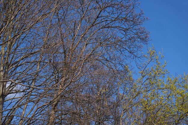 Ramas de los árboles y el cielo azul