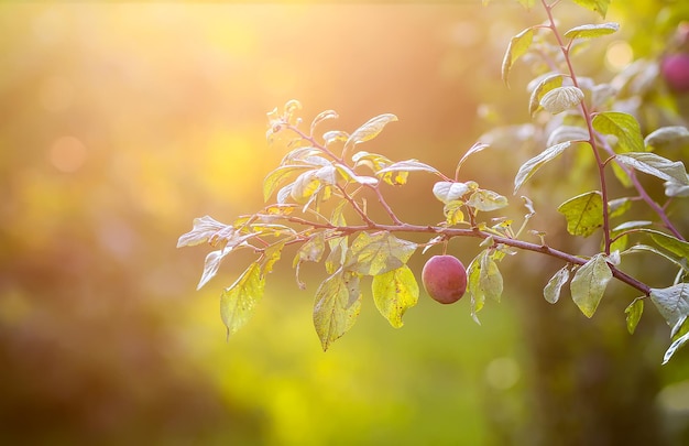 Ramas de los árboles de ciruelo con frutas jugosas dulces maduras en la luz del atardecer en el campo