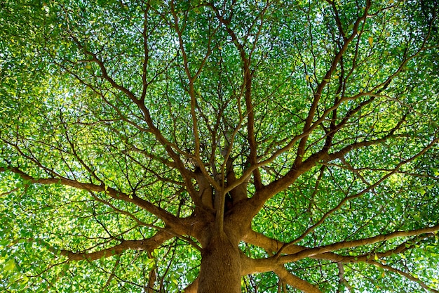 Foto ramas de árboles para colorear hermosas.