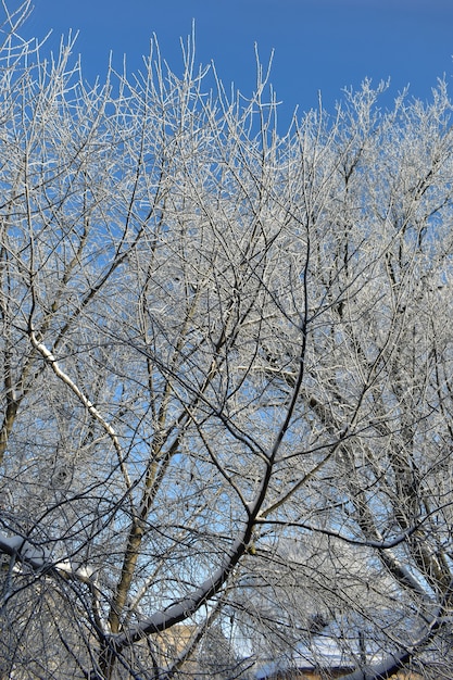 Ramas de los árboles congelados en invierno