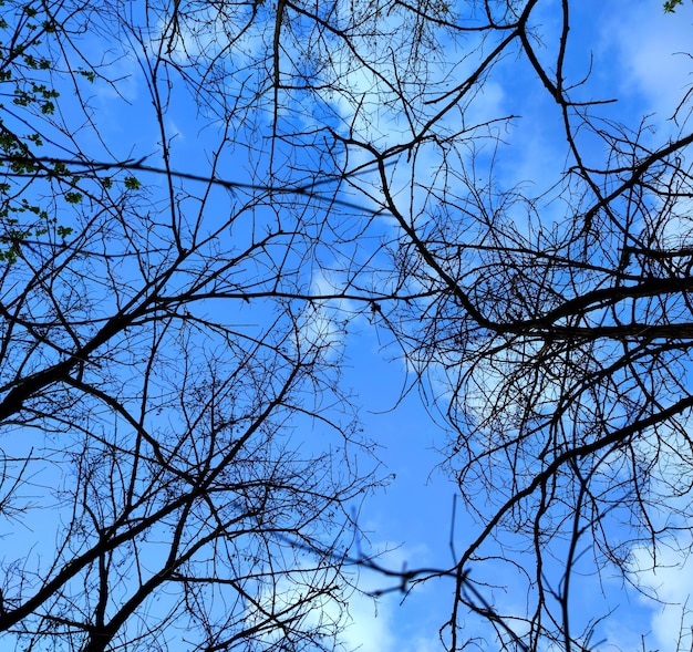 Ramas de los árboles contra el cielo azul claro