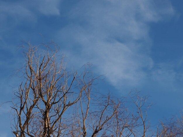 ramas de los árboles contra un cielo azul de invierno