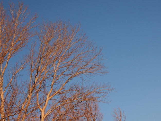 ramas de árboles contra el cielo azul en los rayos del sol poniente