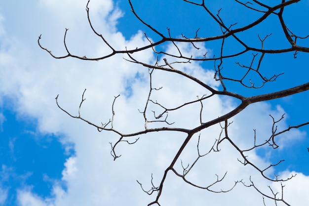 Ramas de los árboles contra el cielo.