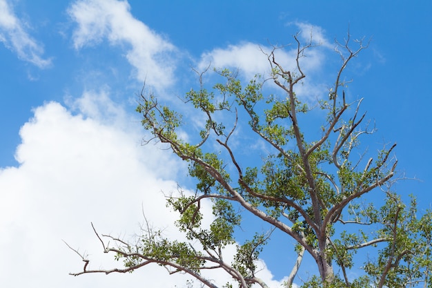 Ramas de los árboles contra un fondo de nubes y cielo azul