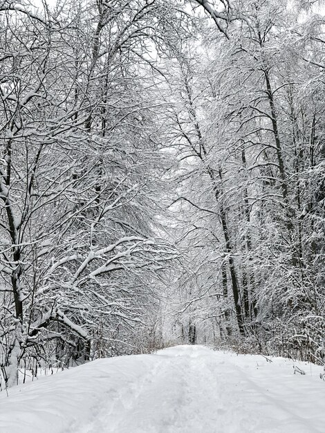 Foto ramas de árboles cubiertas de nieve y camino nevado en el bosque de invierno