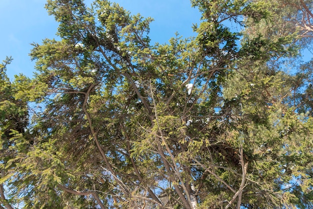 Ramas de árboles cubiertas de nieve con un cielo azul soleado