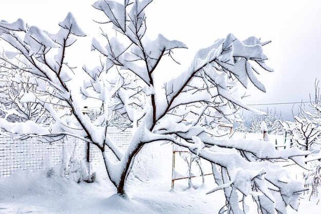 Ramas de árboles cubiertas de nieve densa y húmeda