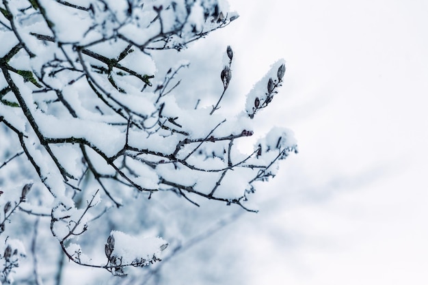 Ramas de árboles cubiertas de nieve en invierno sobre un fondo borroso