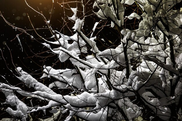 Ramas de árboles cubiertas de nieve por la noche.