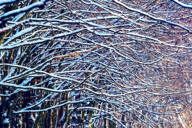 Ramas de los árboles cubiertos de nieve en el bosque