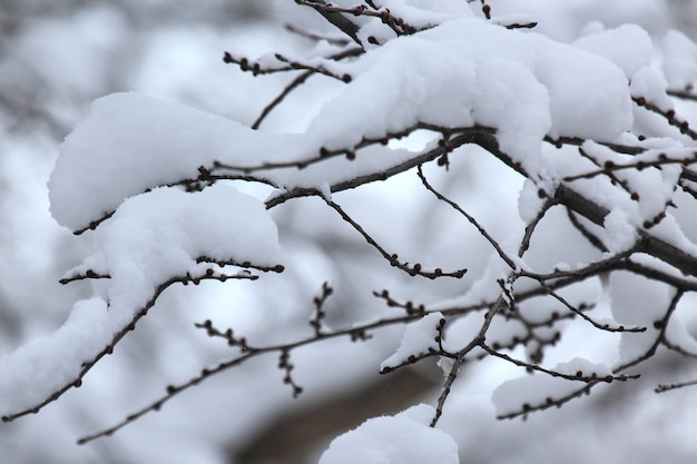 Ramas de árboles cubiertos de nieve en invierno