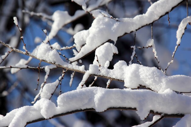 Ramas de los árboles cubiertos de nieve en invierno