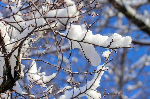 Ramas de árboles cubiertos de nieve en invierno