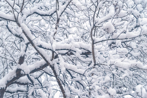 Ramas de árboles cubiertos de nieve Patio urbano densamente cubierto de nieve