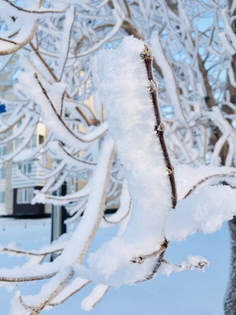 Ramas de los árboles cubiertos de nieve en un soleado día helado Una gran cantidad de nieve cayó en invierno