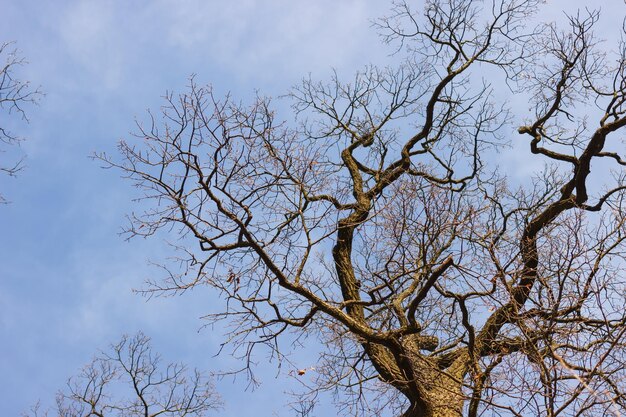 Ramas de árboles desnudas contra el cielo en otoño