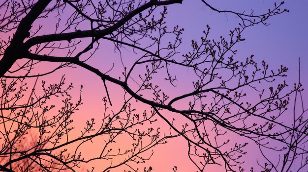 Foto ramas de árboles desnudas contra un cielo vibrante al atardecer