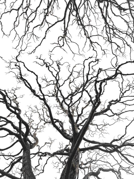 Ramas de árboles desnudas similares en forma a una tormenta ramas contra el cielo tristeza y