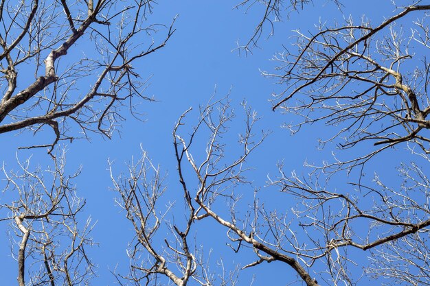 Ramas de los árboles desnudos contra el cielo azul Fondo natural abstracto