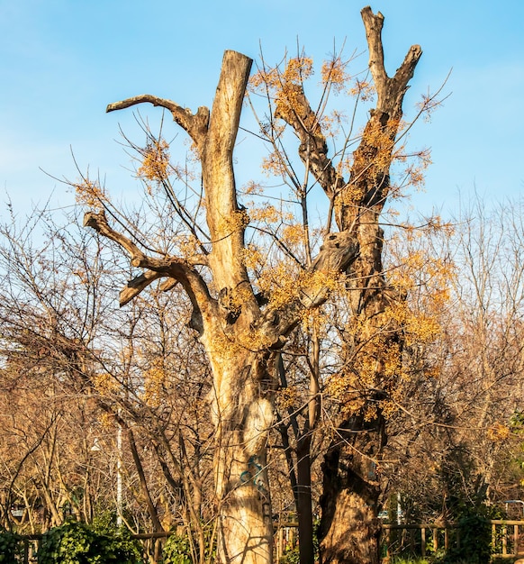 Ramas de árboles desnudos con semillas amarillas colgando bajo un cielo azul