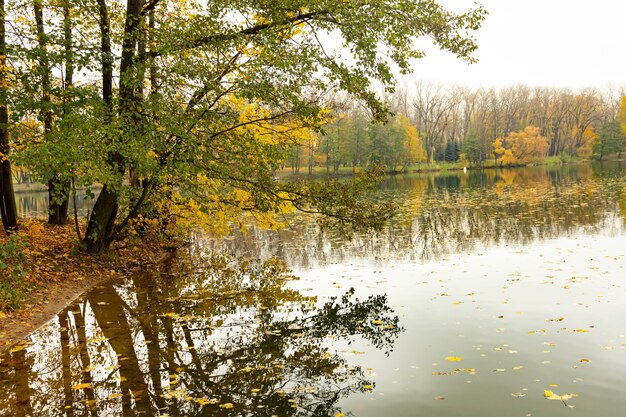 Las ramas de los árboles se doblan sobre el río en otoño y se caen al agua. Paisaje