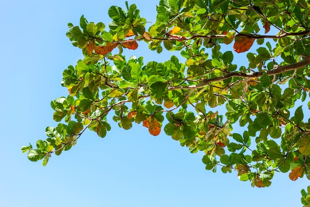 Las ramas de los árboles enmarcan hermosas hojas verdes contra el fondo de cielo azul claro