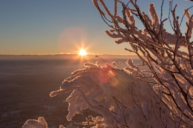 Foto las ramas de los árboles están cubiertas de nieve. paisaje de invierno. puesta de sol.