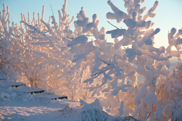 Las ramas de los árboles están cubiertas de nieve. paisaje de invierno. Puesta de sol.