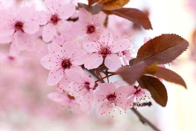 Foto las ramas de los árboles en flor con flores rosadas en primavera de cerca