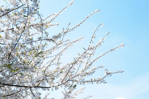 Ramas de árboles florecientes contra el cielo azul