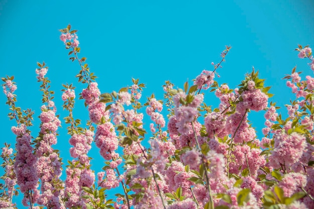 Ramas de árboles florecientes y fondo de cielo azul de primavera