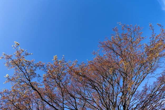 Ramas de árboles florecientes en primavera sobre fondo de cielo azul, naturaleza.