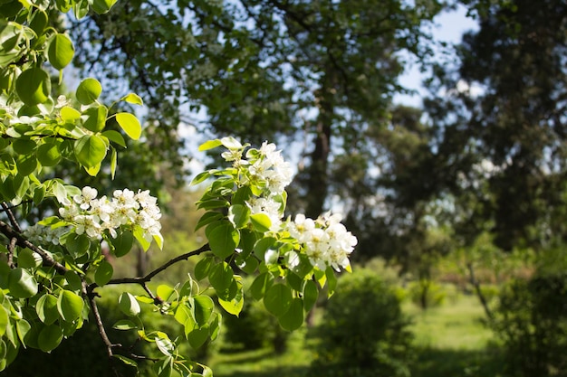 Ramas de árboles con flores blancas. De cerca. Fondo de naturaleza de primavera.