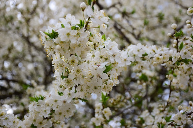 Ramas de los árboles con flores blancas en todo el marco. La rama frontal está bien enfocada y el fondo está muy borroso.