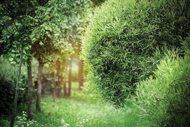 Ramas de árboles y fondo verde natural en desenfoque Imagen de fondo del parque de verano y luz de verano