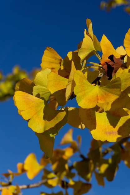 Ramas de árboles de ginkgo con hojas amarillas de otoño