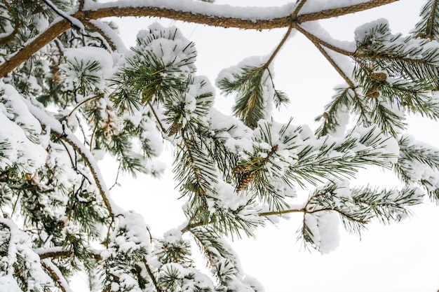 Ramas de los árboles de hoja perenne en invierno cerca